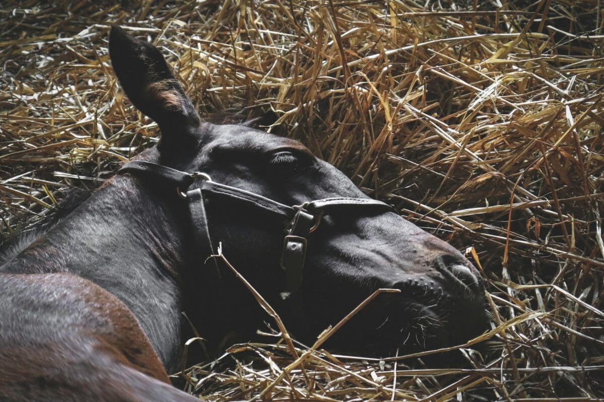 Nap betting in horse racing