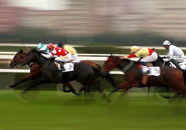 horse, horses, race horse, the competition, race, nature, running, pan, competition