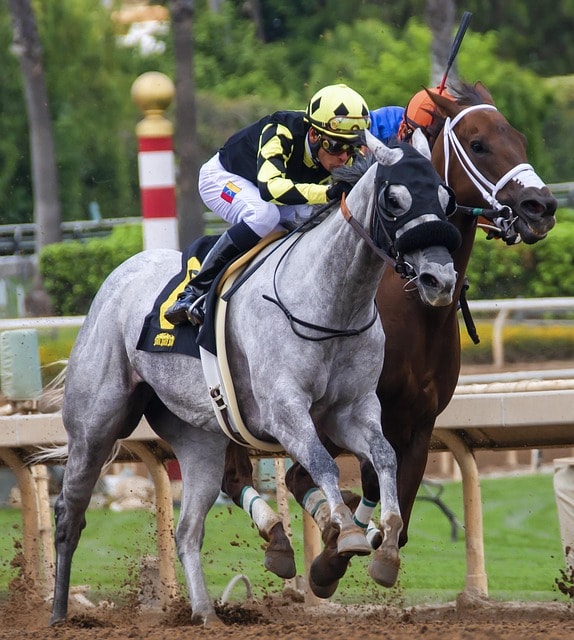 horses, race, horse racing, animal, ride, speed, mammal, equestrian, jockey, nature, gamble, betting